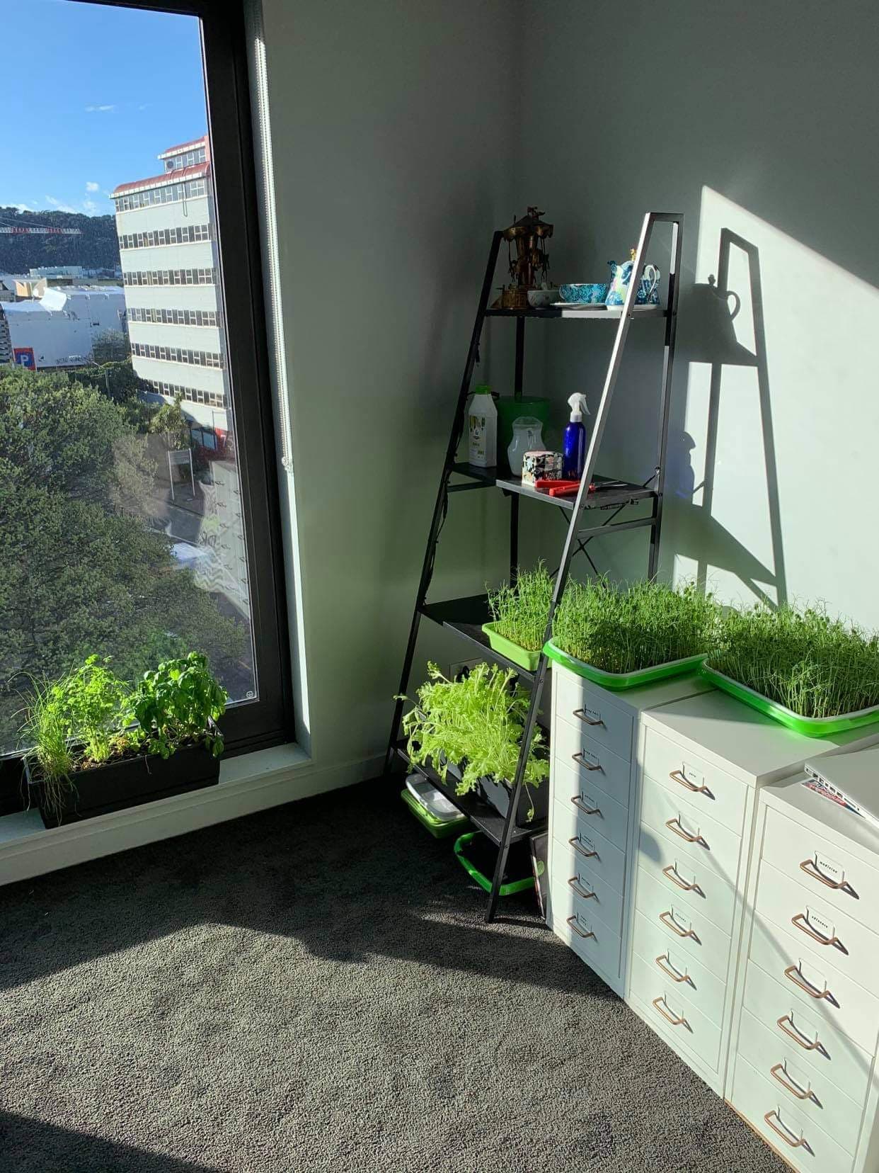 Windowsill herbs