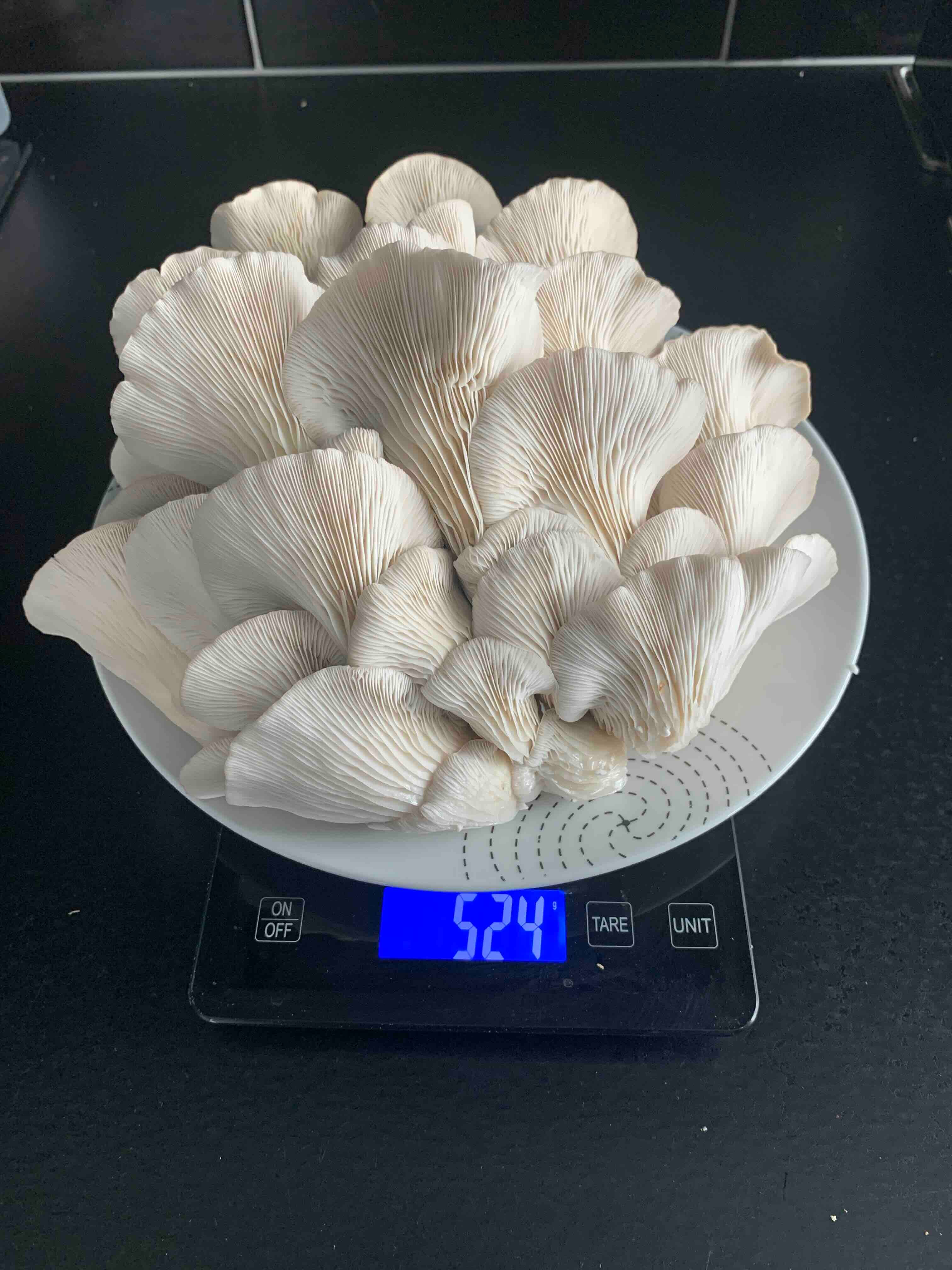Oyster Mushrooms