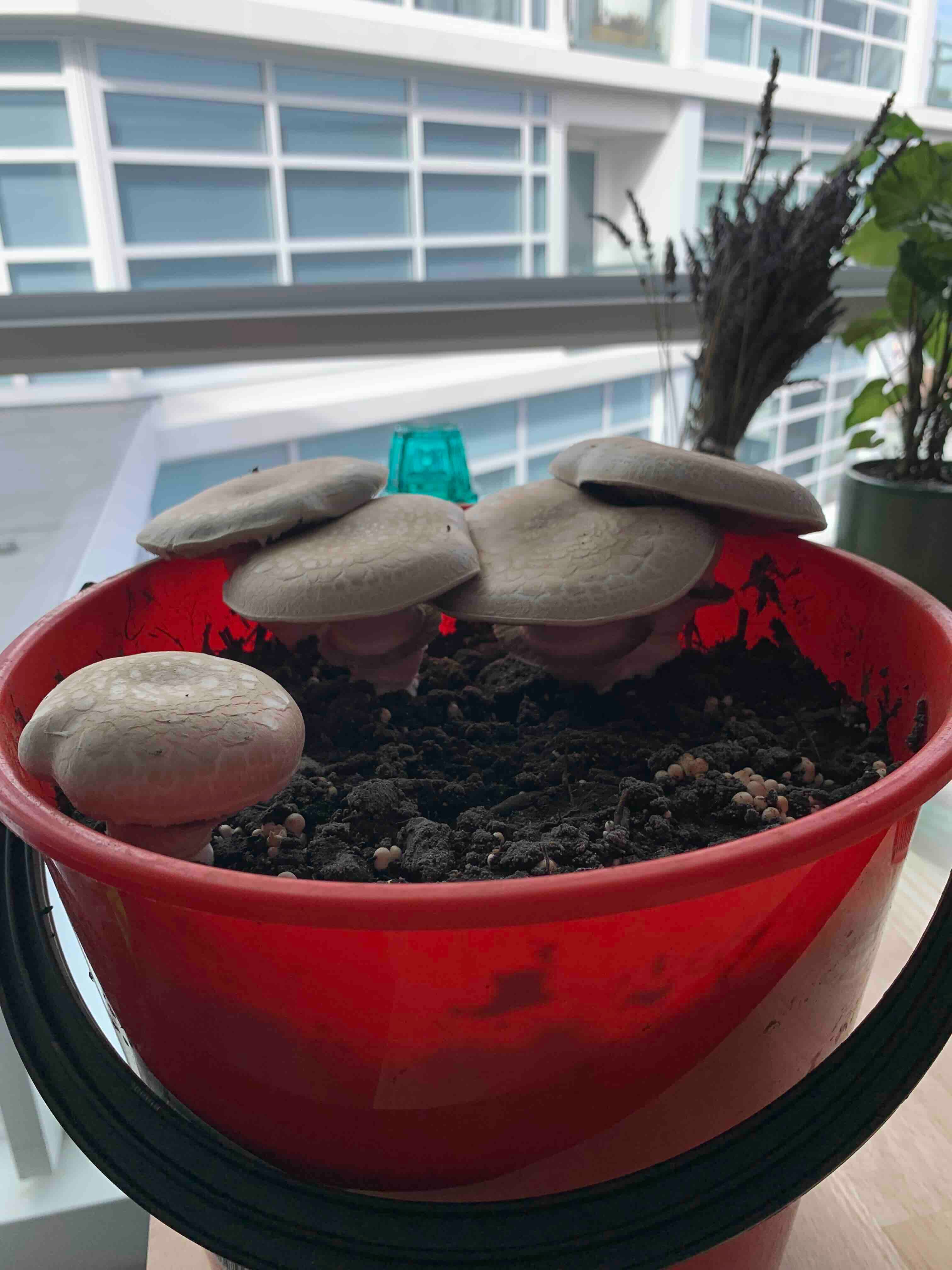 Portobello Mushroom